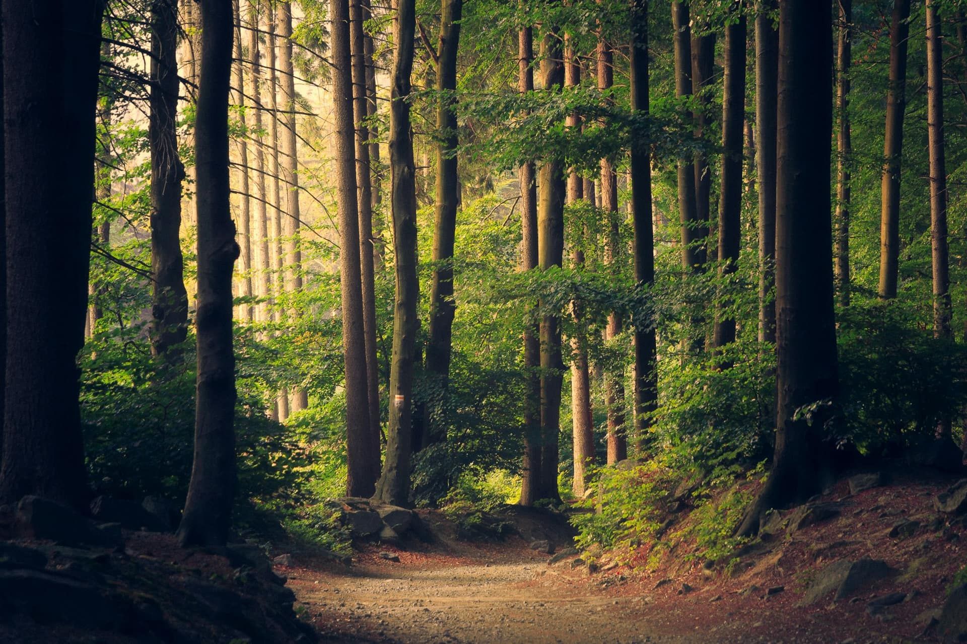 Sunlit path through a Michigan forest